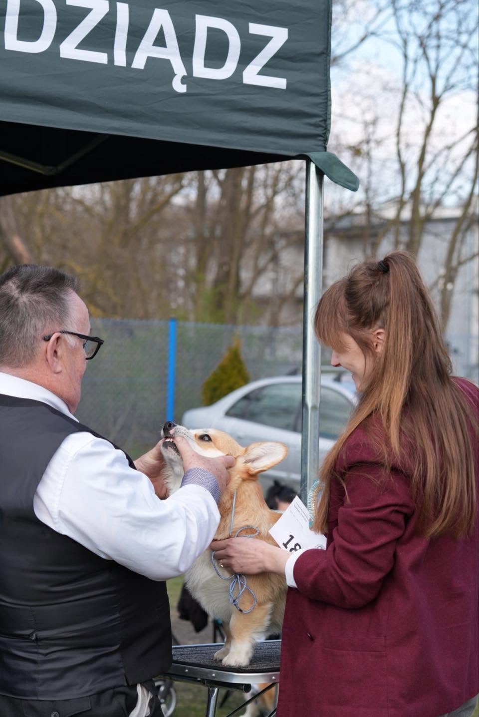 Corgi prezentujący się w kłusie na ringu wystawowym